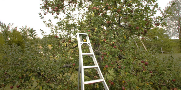 Cherry Orchards