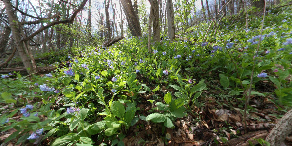 Bluebells along Bikepath