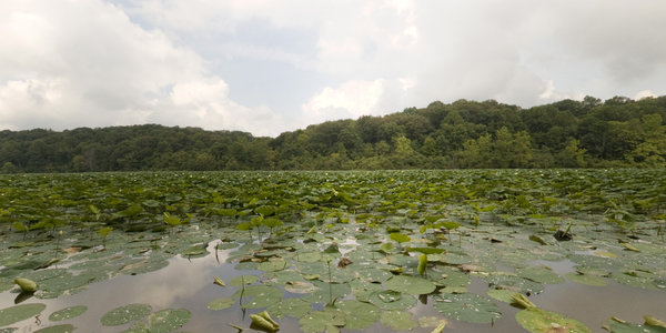 Veto Lake Lilies