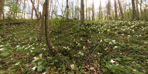 Trilliums along Bikepath