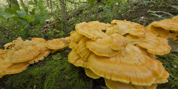 Chicken of the Woods